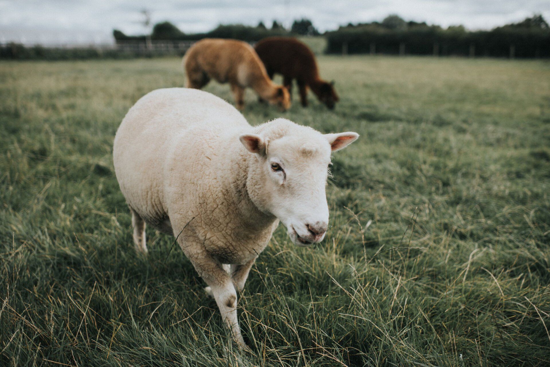 A Sheep Walking In A Field | Santa Cruz, CA | Westside Farm and Feed