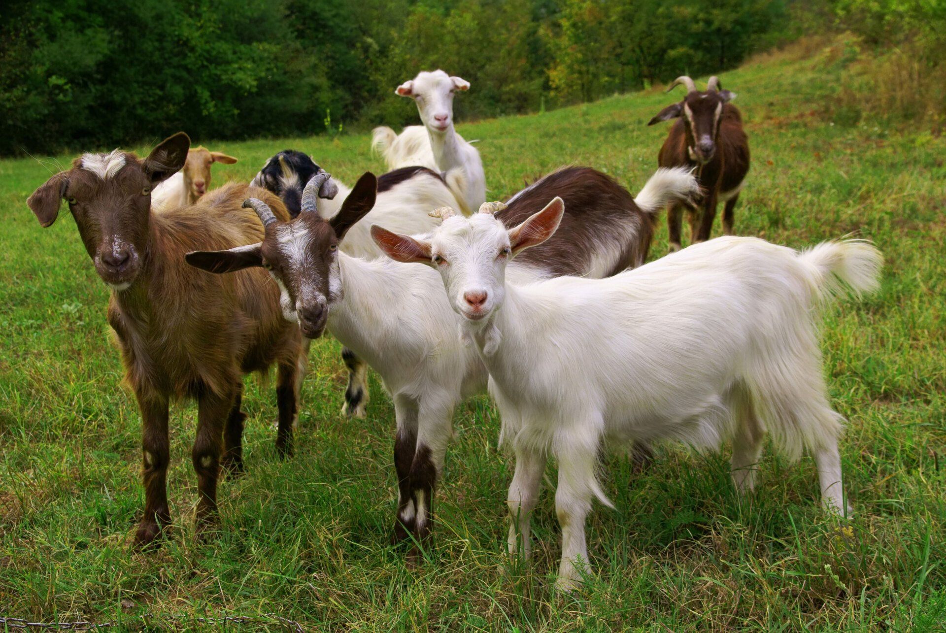 Goats | Santa Cruz, CA | Westside Farm and Feed