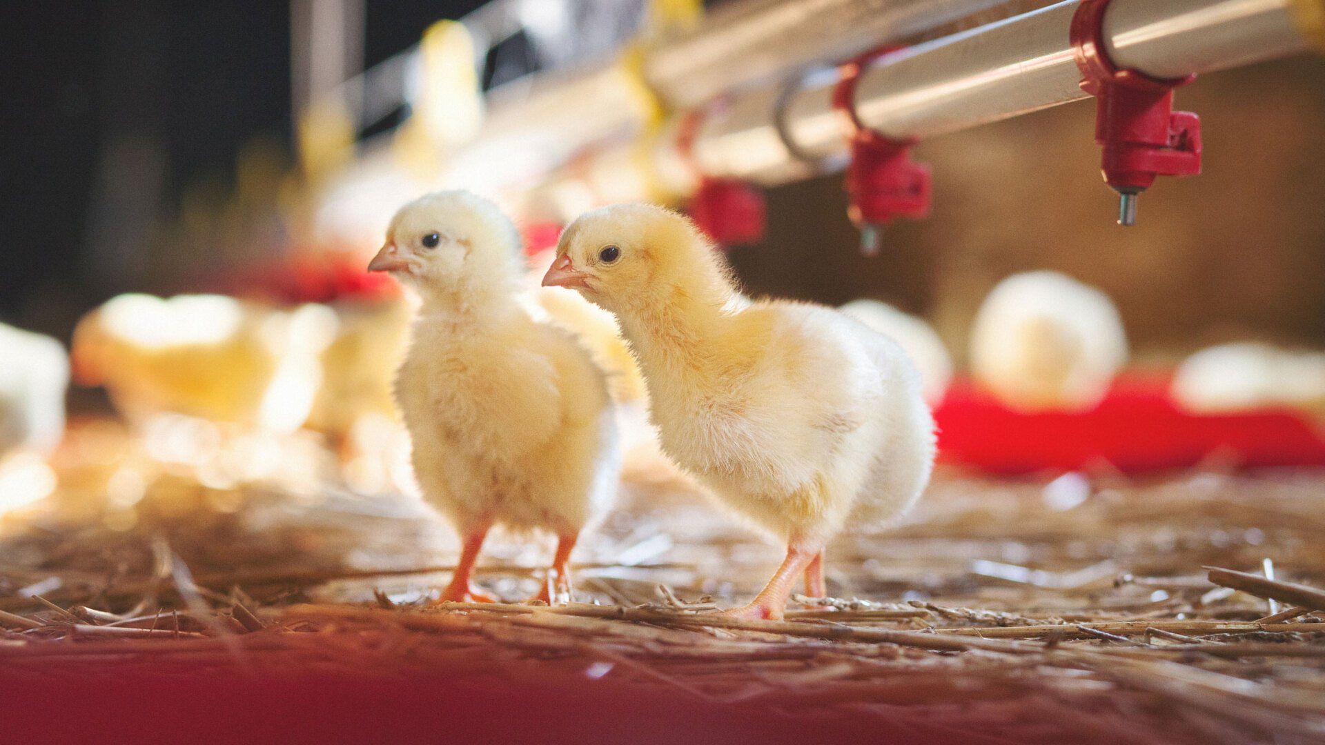 Little Chicks | Santa Cruz, CA | Westside Farm and Feed