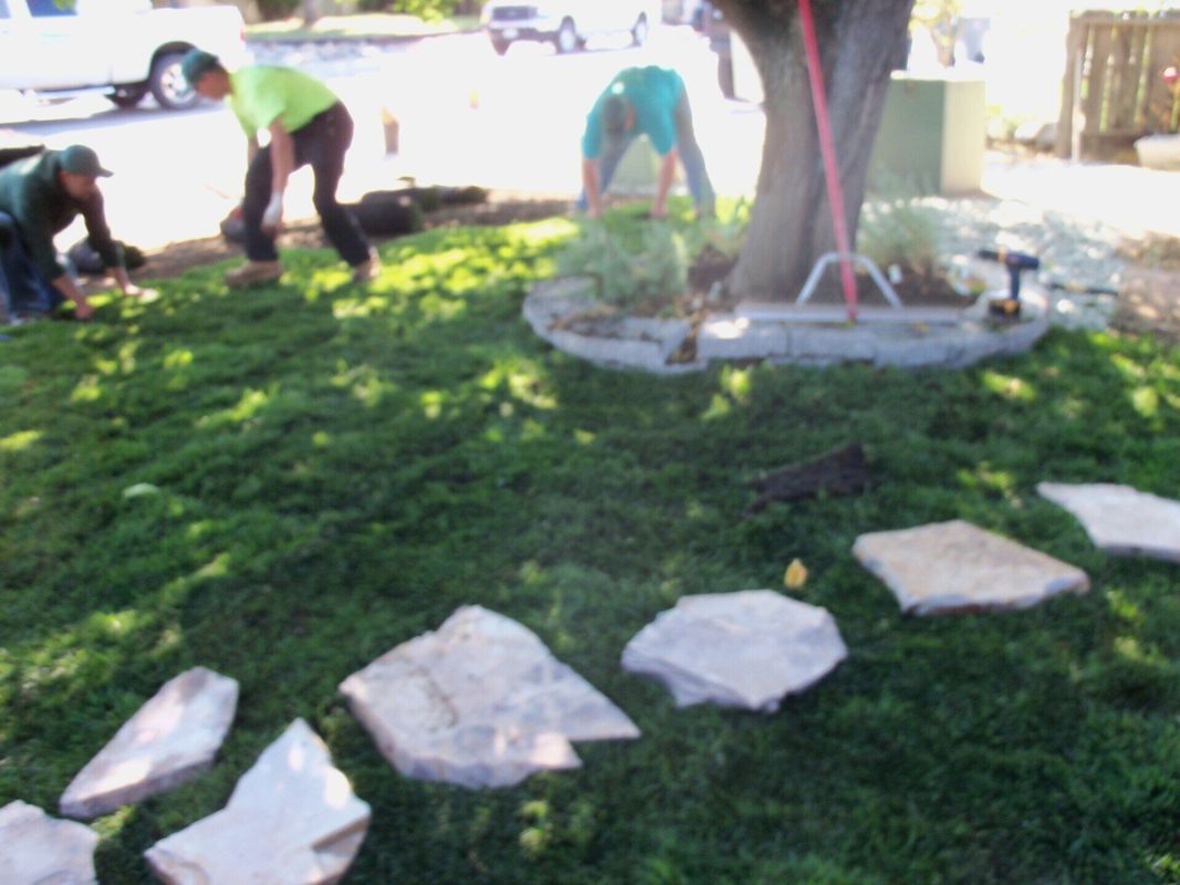 Landscapers installing stepping stones in a grassy area around a tree.