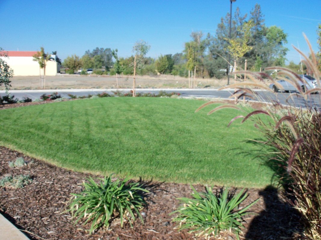 Green lawn with dark mulch border, bushes, and trees in background. Bright, sunny day.