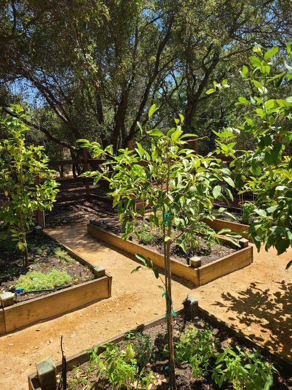 Raised garden beds with young trees, connected by tan paths, under large trees.