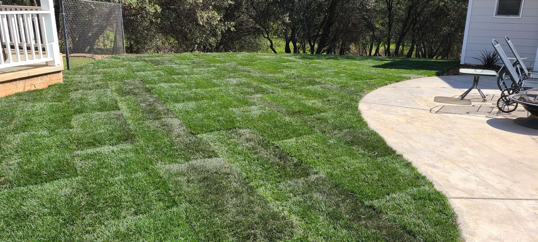 Green grass yard with sections of freshly laid sod, curving concrete patio, white house in the background.