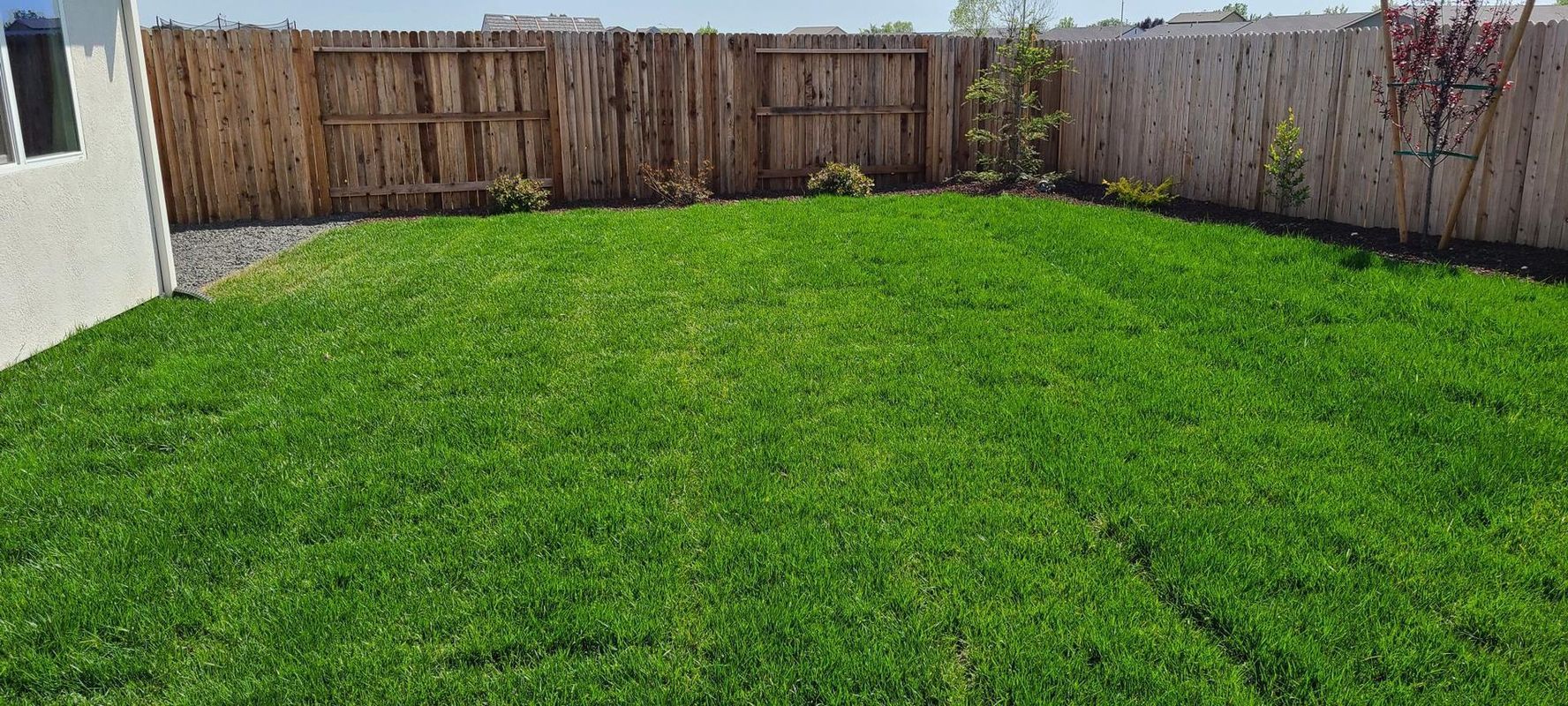 A backyard with green grass and a wooden fence. The sun is shining.