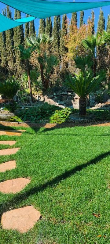 Green lawn with stepping stones, palm trees, and tall trees in the background under a blue canopy.