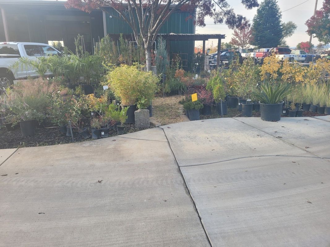 Outdoor plant nursery with various potted plants on display next to a paved pathway.