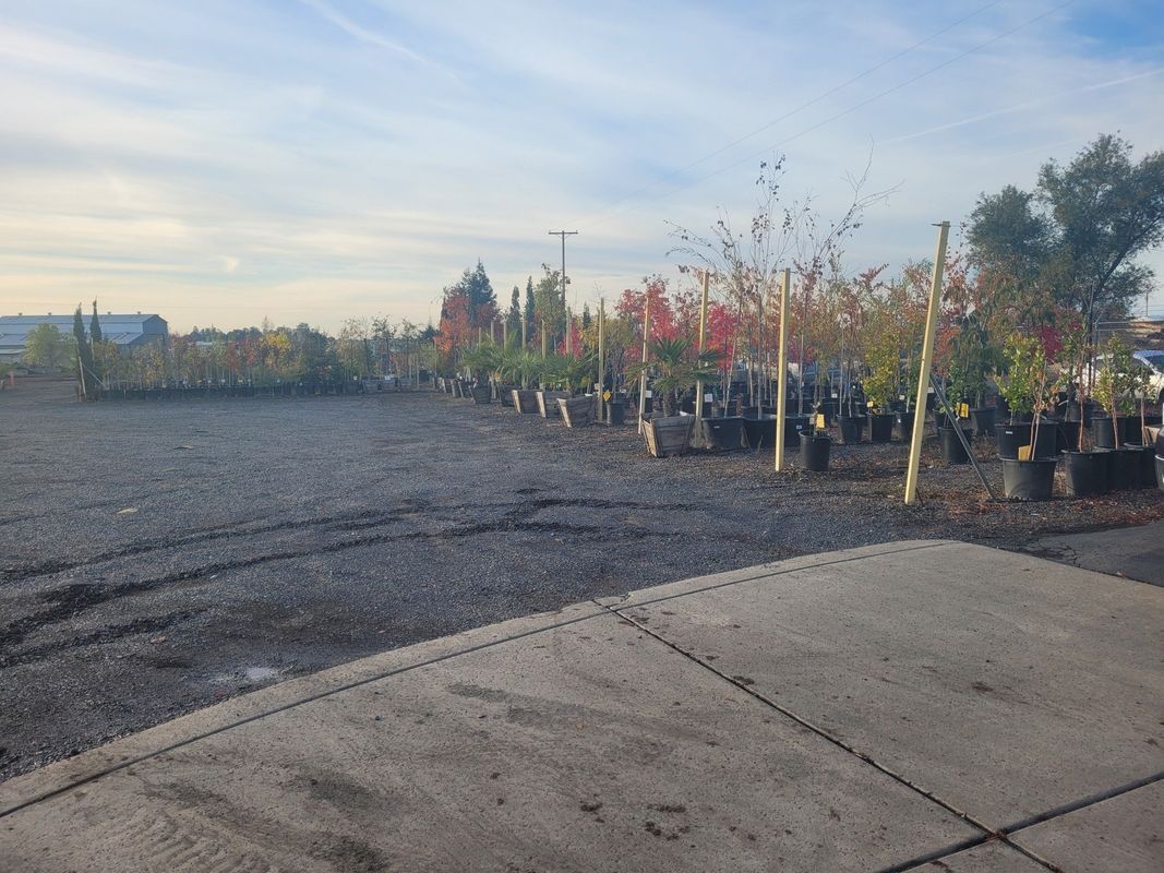 Rows of potted trees at a nursery with a gray gravel lot and overcast sky.