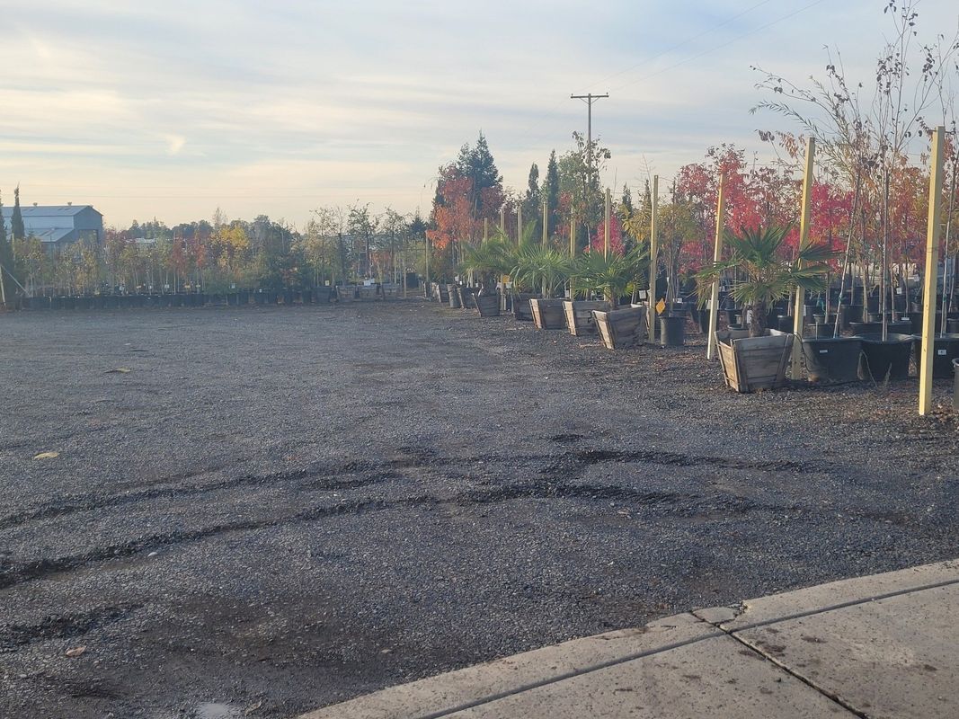 Gravel lot with rows of potted trees; some red and colorful foliage. Blue sky in the background.