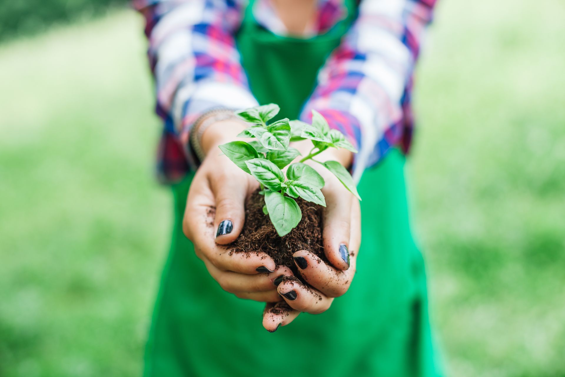 Person holding a seedling with green leaves in soil, wearing a green apron and plaid shirt.