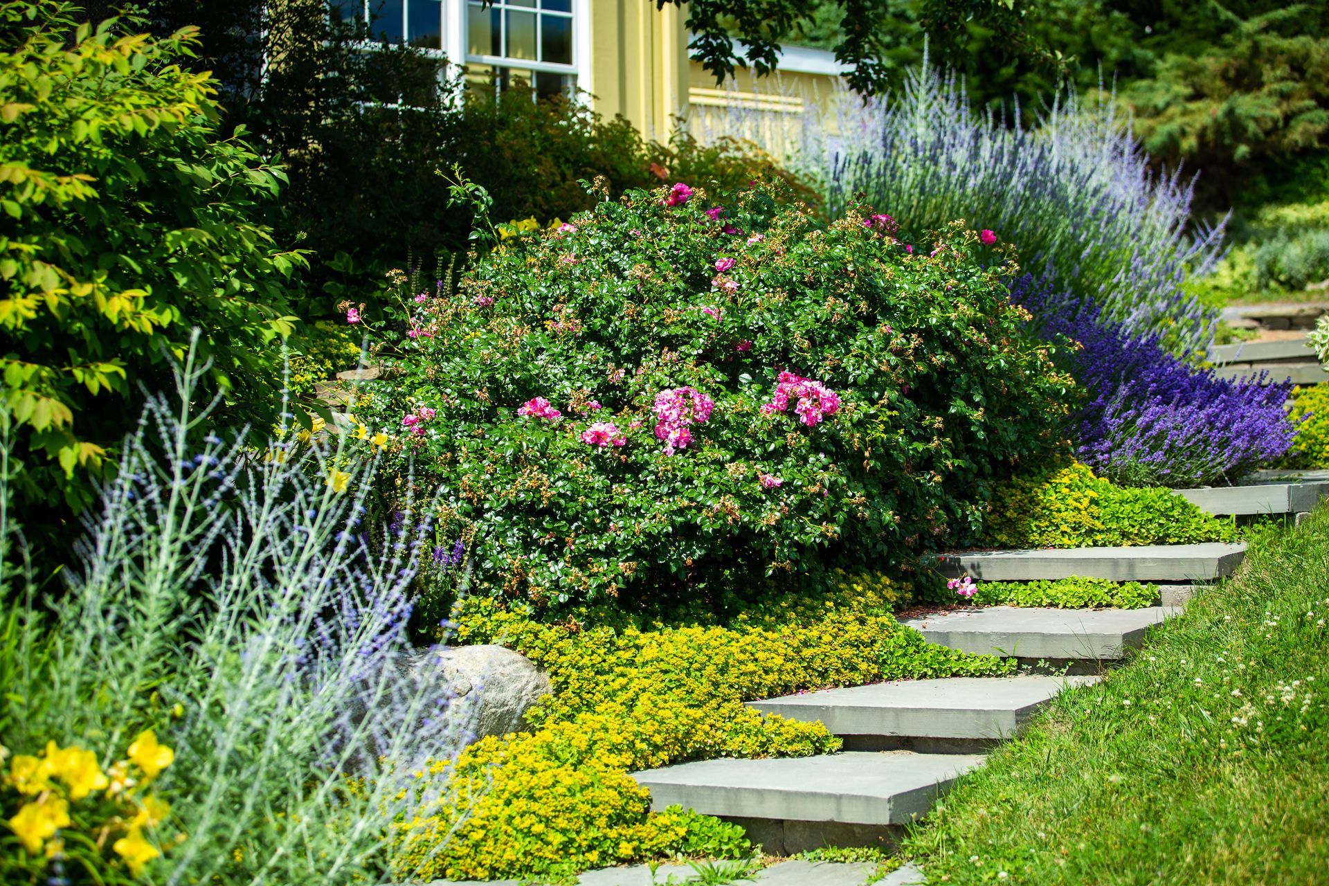Stone steps lead through a vibrant garden with pink roses and lavender flowers near a yellow building. Stone steps lead through a vibrant garden with pink roses and lavender flowers near a yellow building.