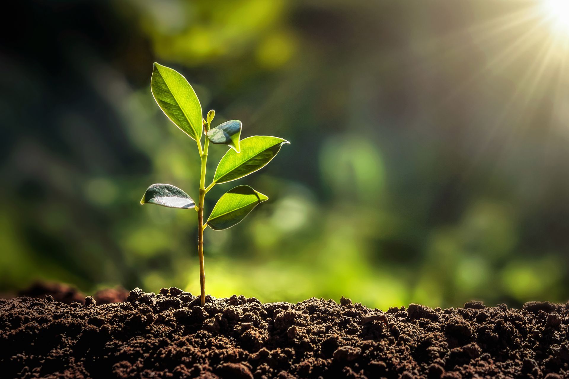 A small green plant sprouts from dark soil, with sunlight shining behind it.