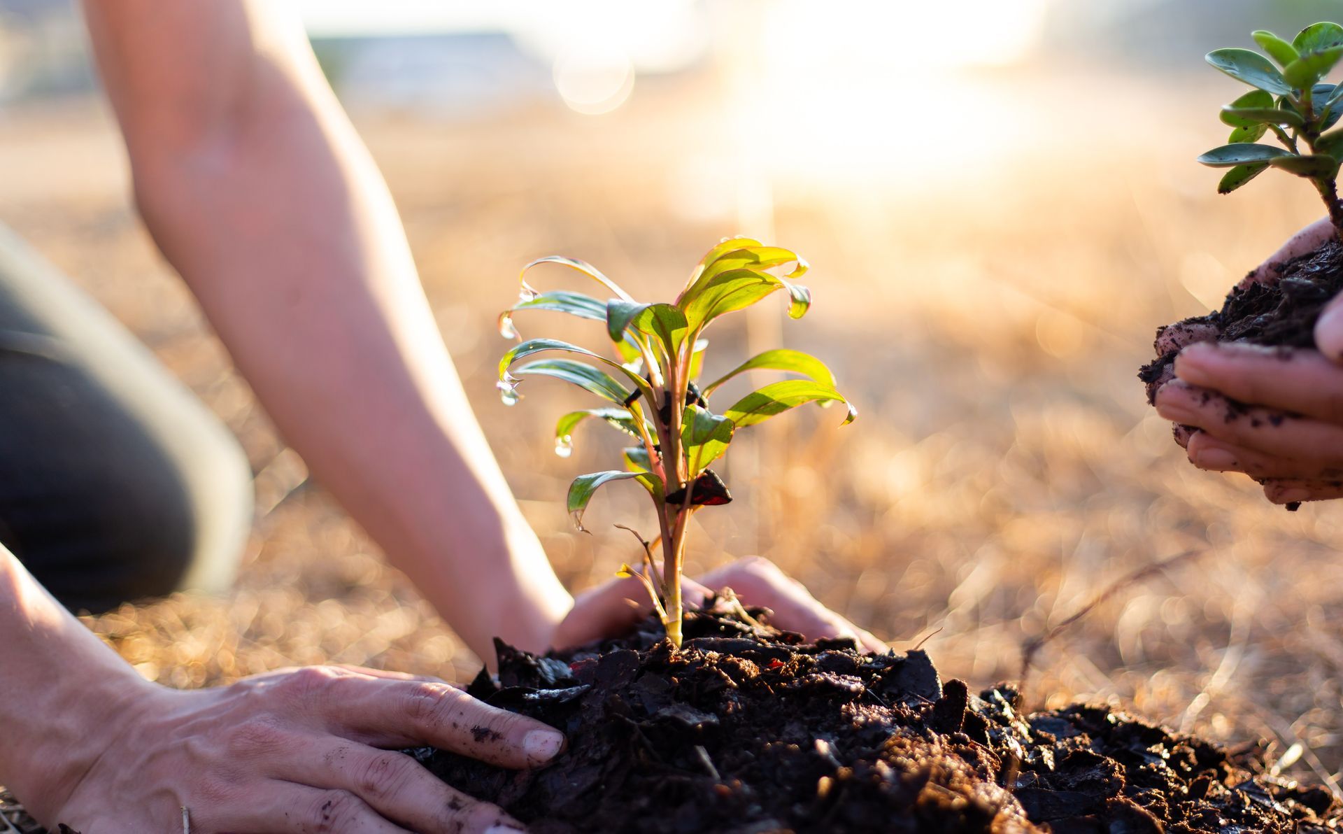 Hands planting a small sapling in dark soil; another sapling held nearby with sunlight in the background.