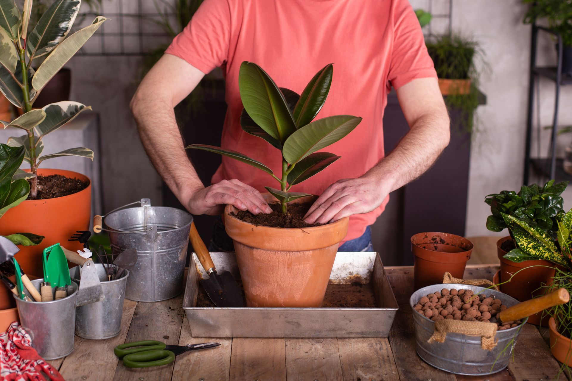 Man planting rubber fig, showcasing expert care at a professional plant nursery. Man planting rubber fig, showcasing expert care at a professional plant nursery.