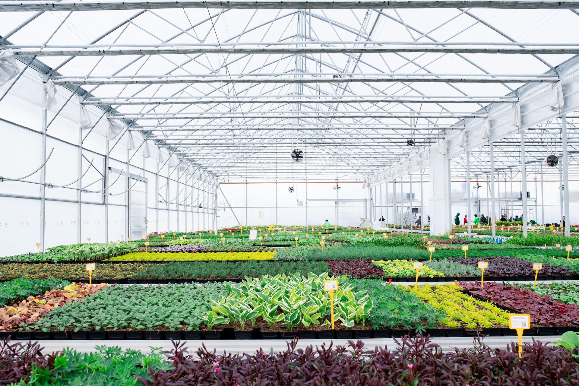 Greenhouse interior filled with rows of plants in various colors, beneath a metal framework. Greenhouse interior filled with rows of plants in various colors, beneath a metal framework.