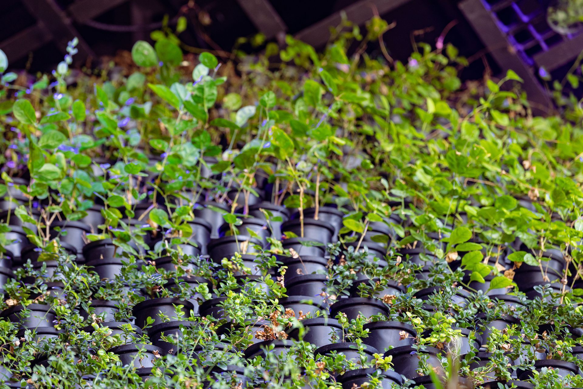 Green wall with many plants in black pots, varying shades of green.