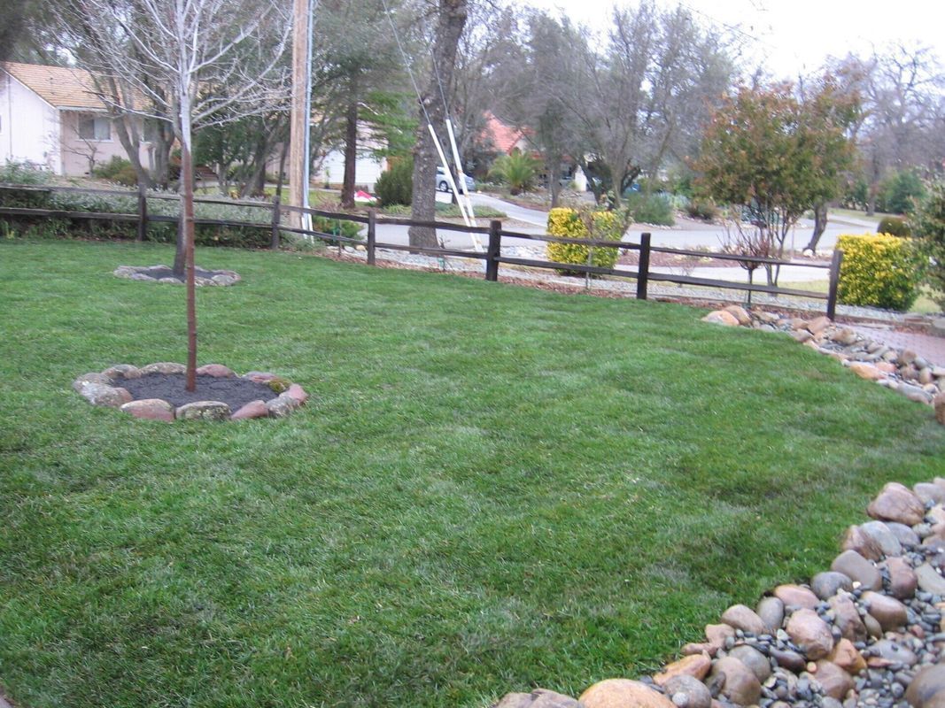 Lush green lawn with a small tree surrounded by dark stones, brown fence in background, cloudy day.