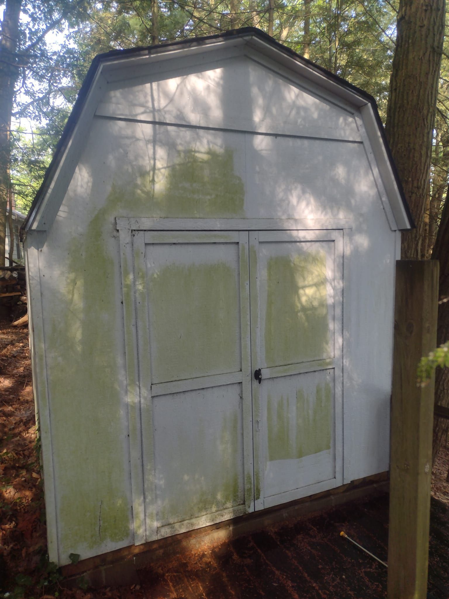 White shed with green discoloration on doors and walls, in a wooded area.