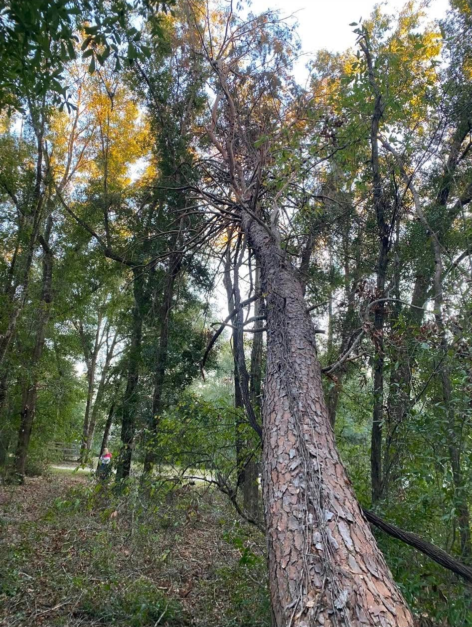 Tall tree leaning towards the right in a forest setting; green foliage, overcast sky.