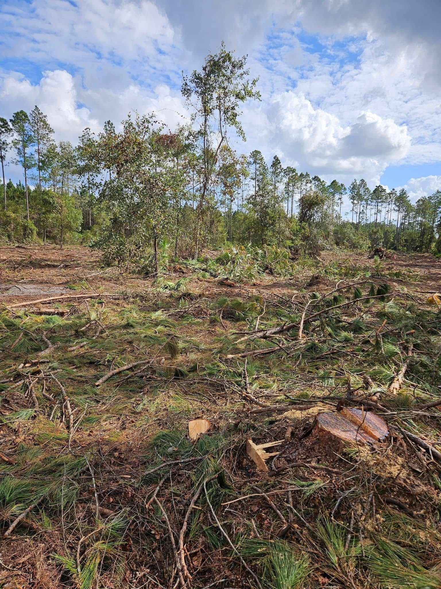 Cleared forest with a few standing trees; cloudy sky. Debris, stumps, and remnants of logging.