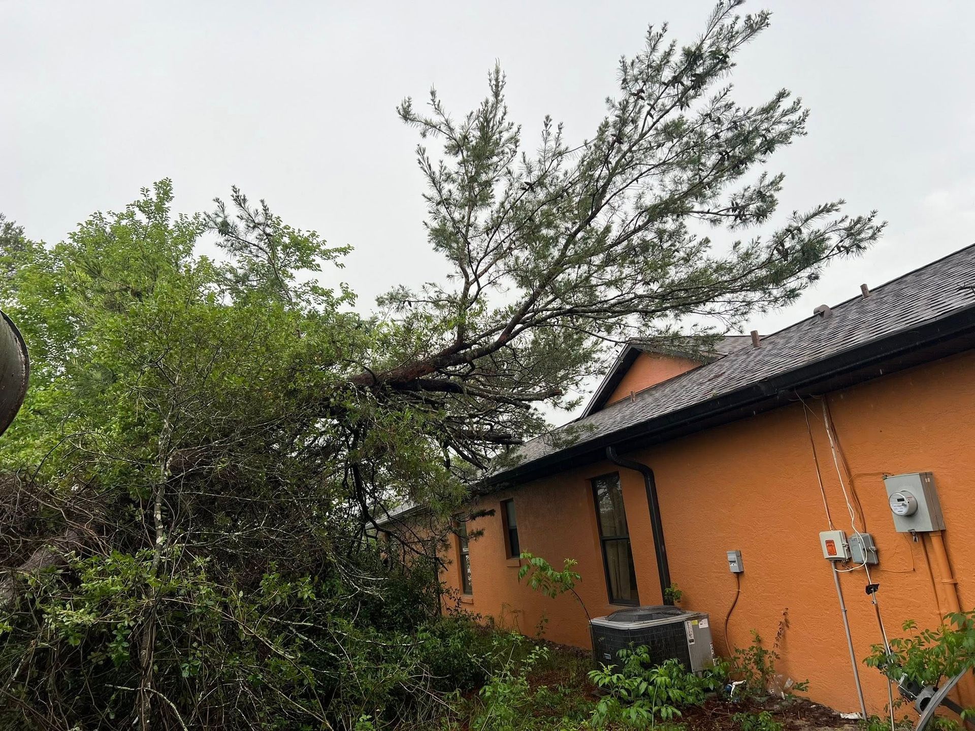 A tall pine tree, leaning onto the roof of an orange house. Overcast sky.