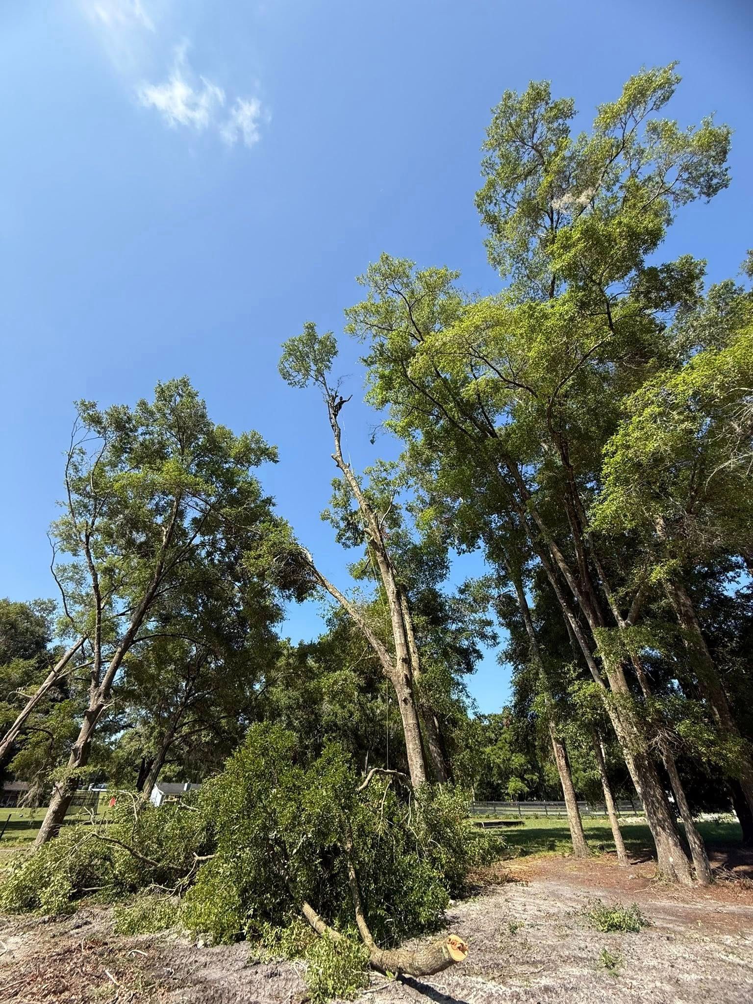 Trees with lush green leaves under a bright blue sky.