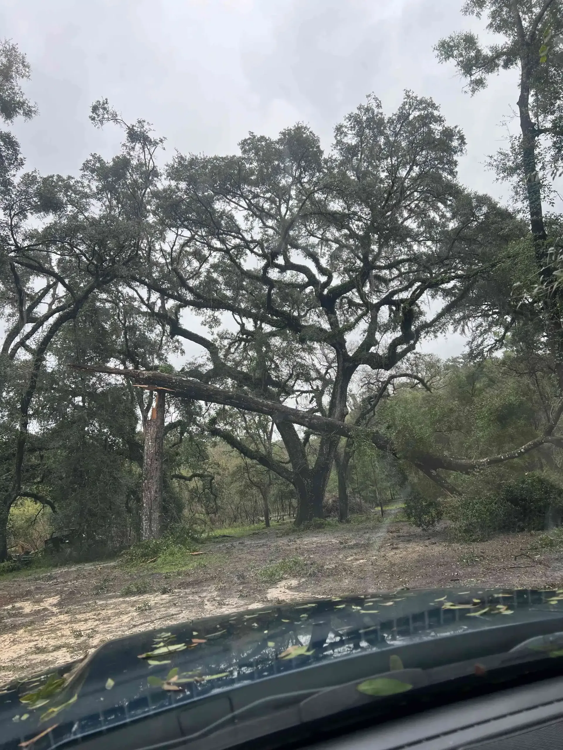 Large oak tree with spreading branches, gray sky in the background.