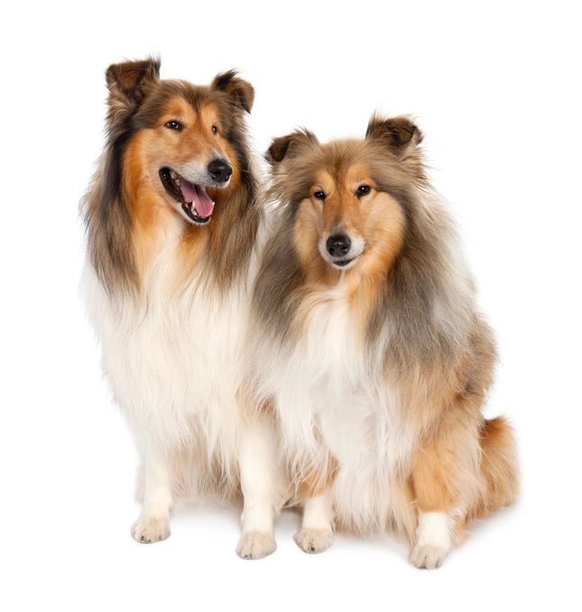 Due collie, uno ansimante con la lingua fuori, l'altro con un'espressione vigile, entrambi con il pelo lungo e soffice.