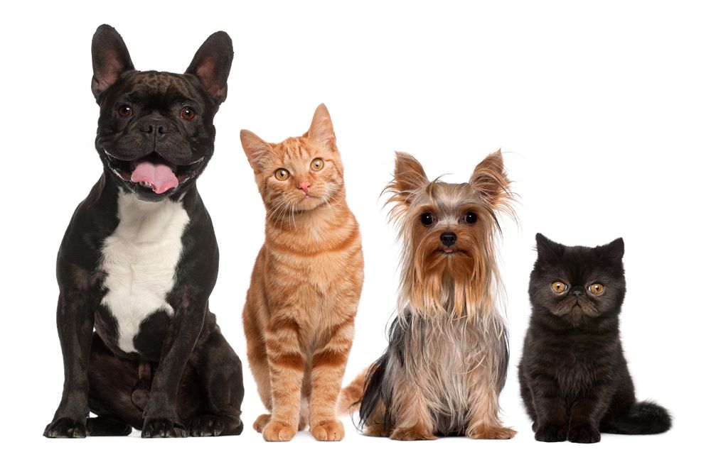 Un bulldog francese, un gatto soriano arancione, uno Yorkshire terrier e un gatto nero, tutti seduti in fila.