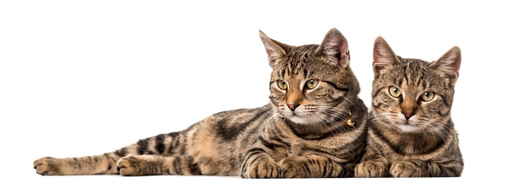 Due gatti soriani marroni sdraiati uno accanto all'altro su uno sfondo bianco, che guardano avanti.