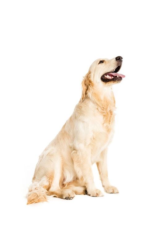 Golden Retriever seduto con la testa rivolta verso l'alto e la bocca aperta, su sfondo bianco.