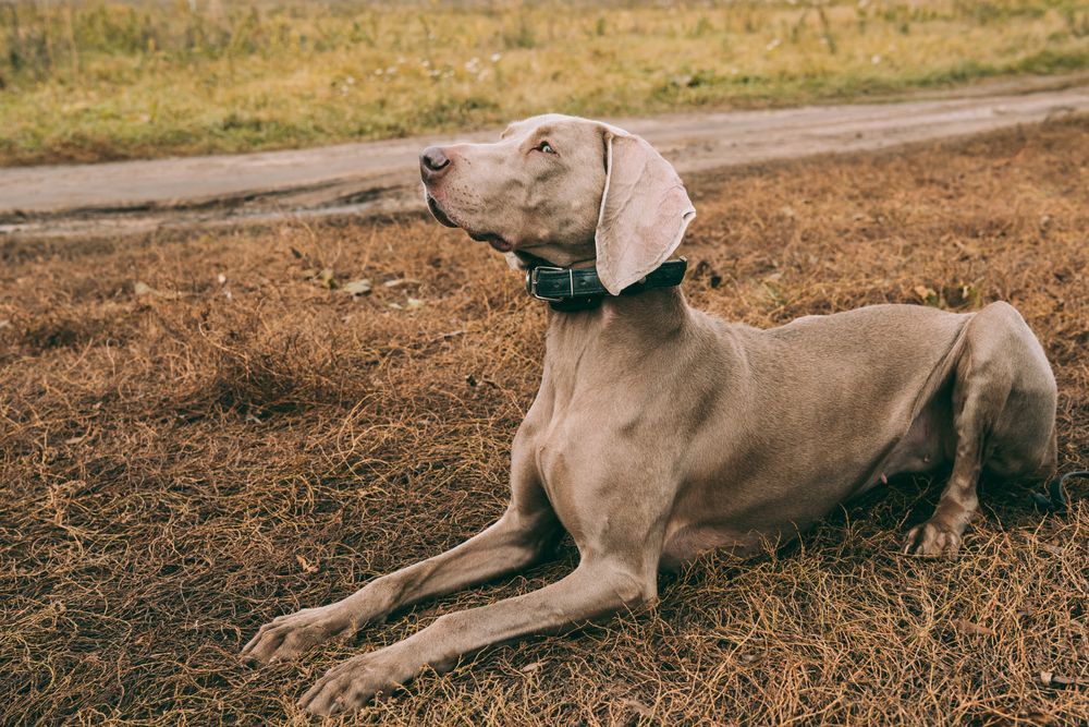 Cane Weimaraner che riposa sull'erba marrone vicino a una strada sterrata, guardando verso l'alto.