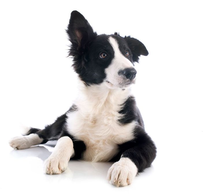 Un cane Border Collie bianco e nero appoggiato su una superficie bianca, con un orecchio alzato e lo sguardo rivolto verso destra.