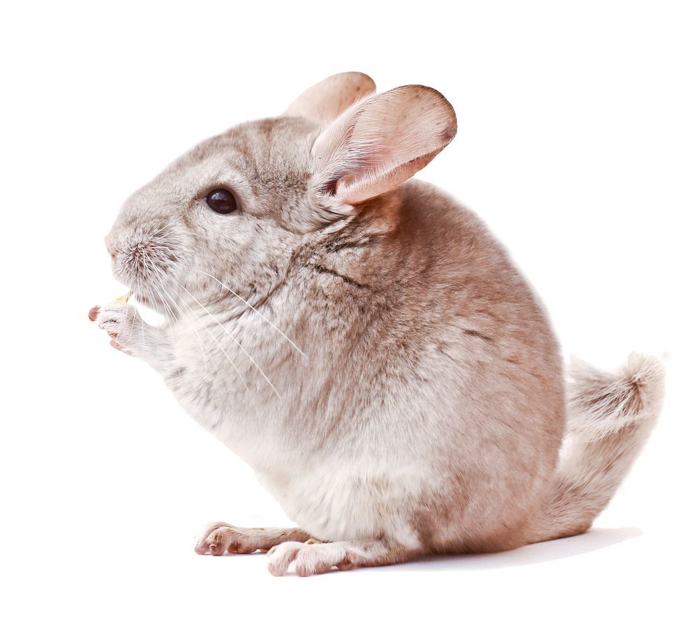 Cincillà, pelo grigio chiaro, seduto, zampa alzata. Sfondo bianco.