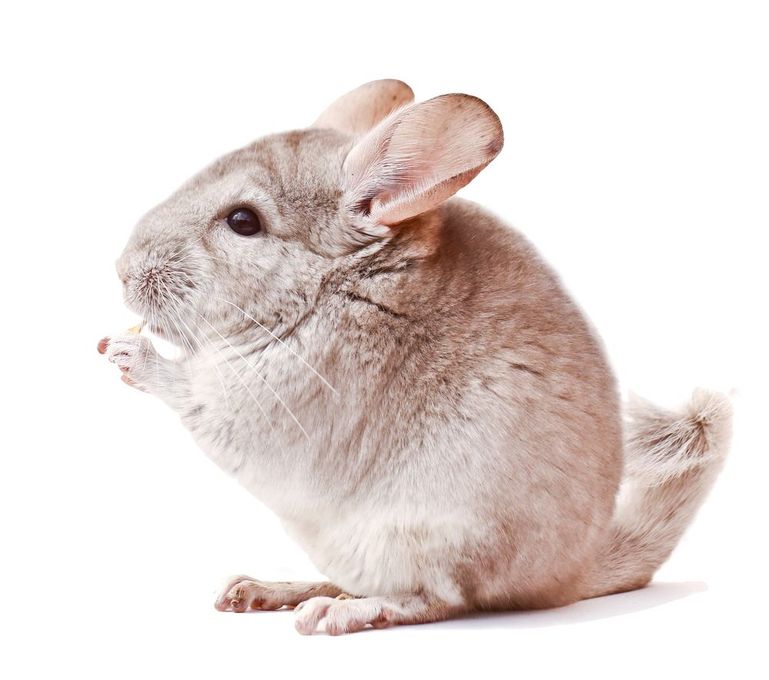 Cincillà, pelo grigio chiaro, seduto, zampa alzata. Sfondo bianco.