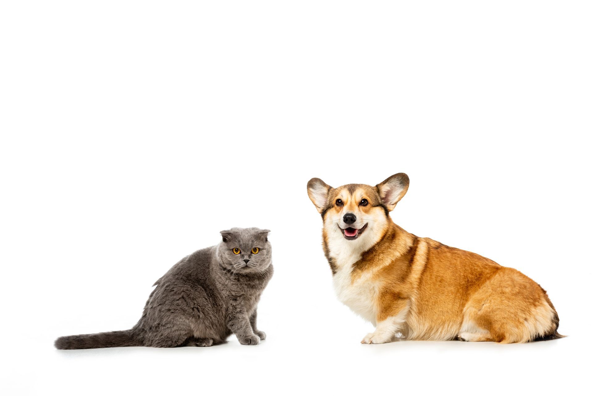Un gatto grigio e un cane corgi color cuoio sono seduti uno accanto all'altro, rivolti in avanti, su uno sfondo bianco.