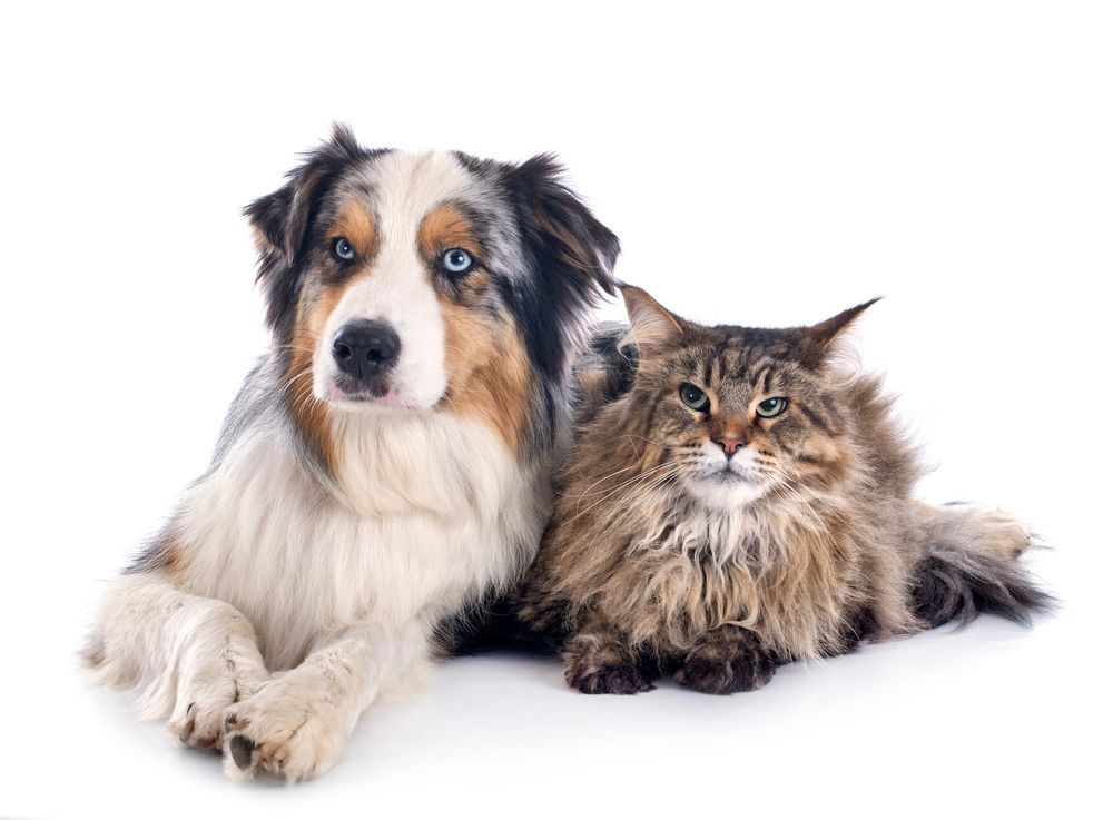 Cane e gatto sdraiati insieme. Un pastore australiano con gli occhi azzurri e un soffice Maine Coon.