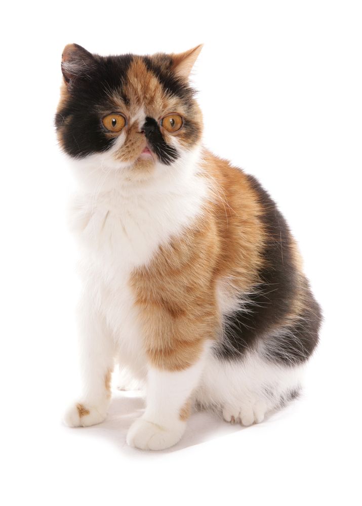 Gatto Calico Exotic Shorthair seduto, con pelliccia bianca, arancione e nera.