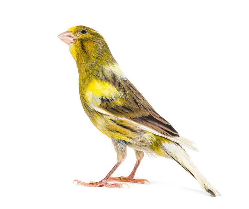 Canarino verde e giallo con becco giallo, in piedi su uno sfondo bianco.