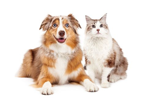 Cane e gatto, cane marrone-rossastro e bianco con la bocca aperta, gatto grigio e bianco che guarda in alto. Sfondo bianco.