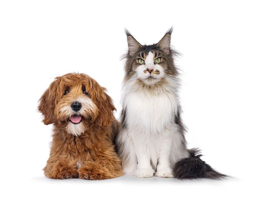 Cane e gatto uno accanto all'altro su sfondo bianco. Il cane è marrone e sorridente, il gatto è grigio/bianco e fissa.