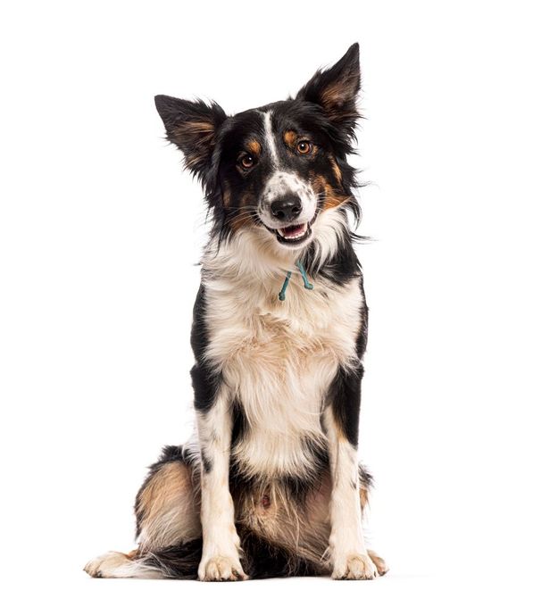Un cane Border Collie tricolore è seduto e guarda l'osservatore con un leggero sorriso.