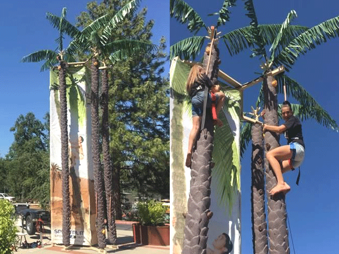Coconut Tree Climb Rental
