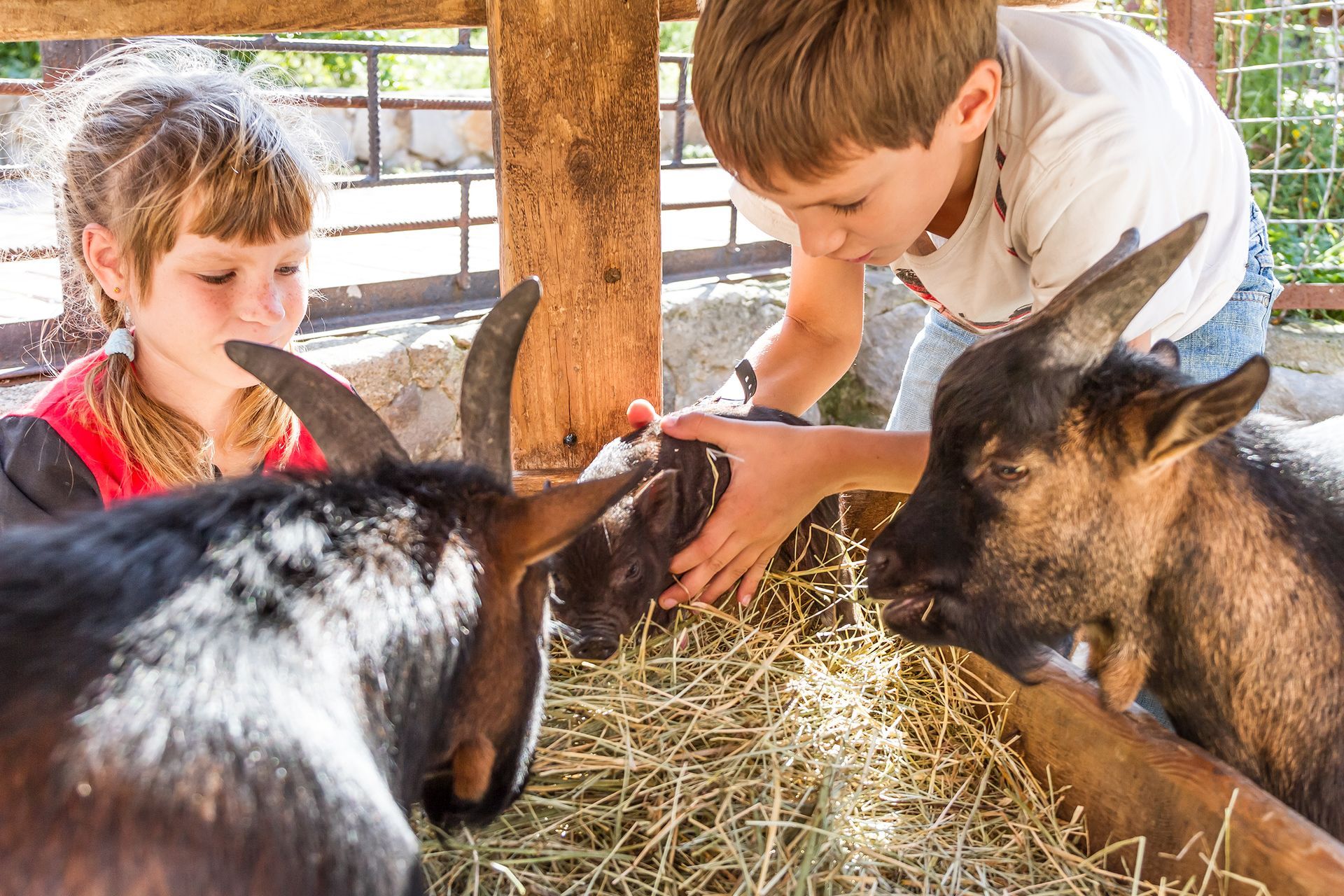 Mobile Petting Zoo & Pony