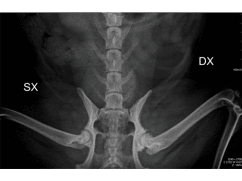 Radiografia di un animale