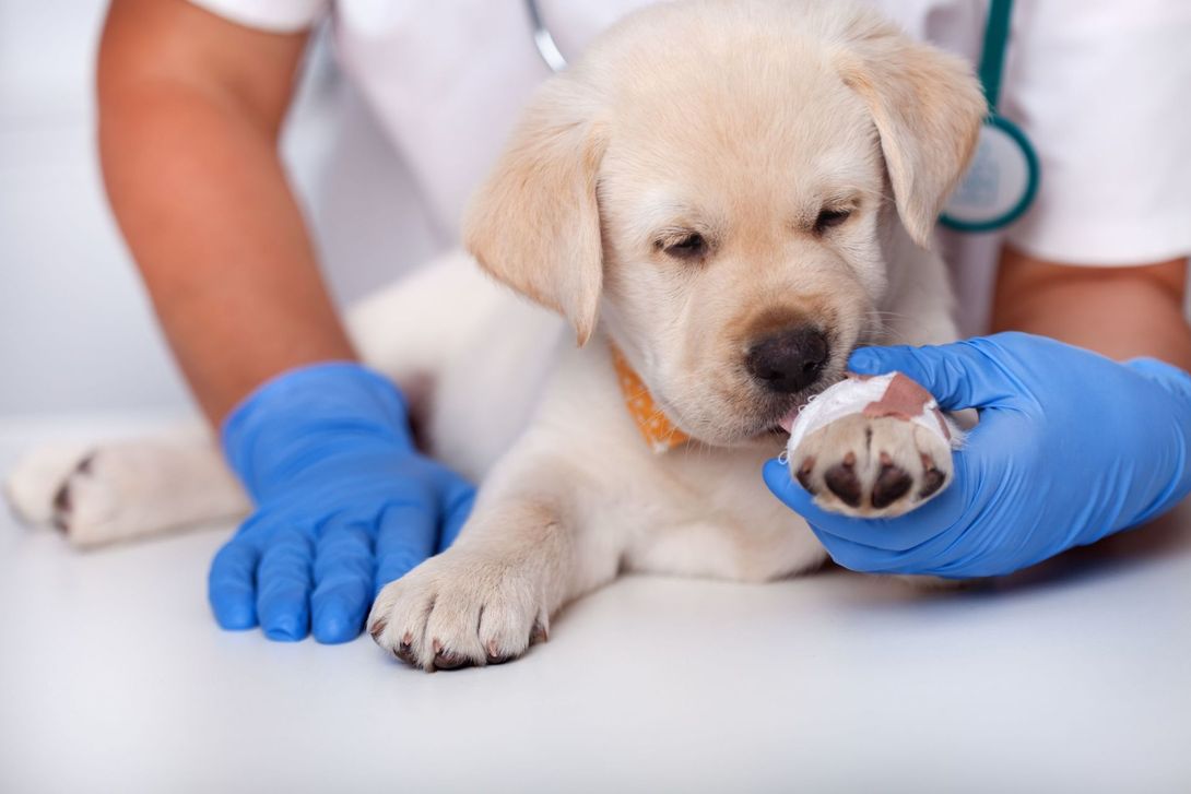 Cucciolo di cane durante una visita veterinaria