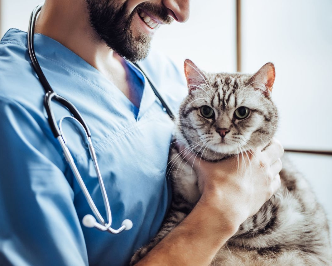 Gatto durante una visita veterinaria