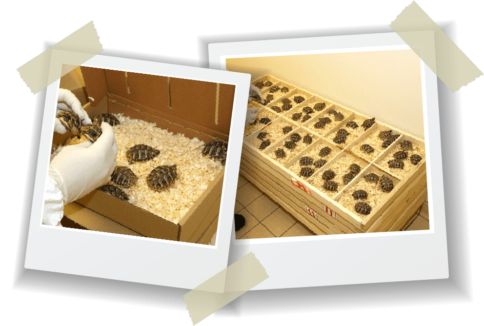 collage of tiny tortoise in boxes