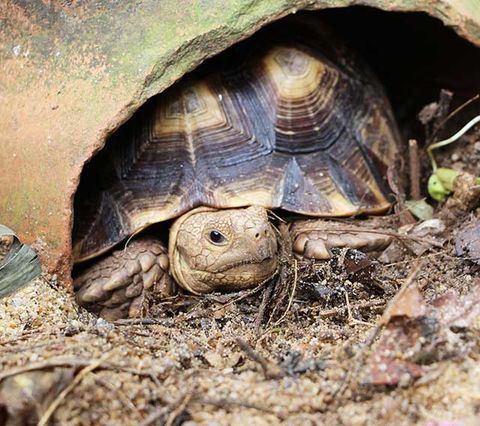 tortoise coming out of the hibernation in spring