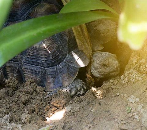 tortoise preparing for hibernation