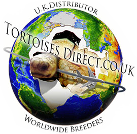 tortoises direct uk logo